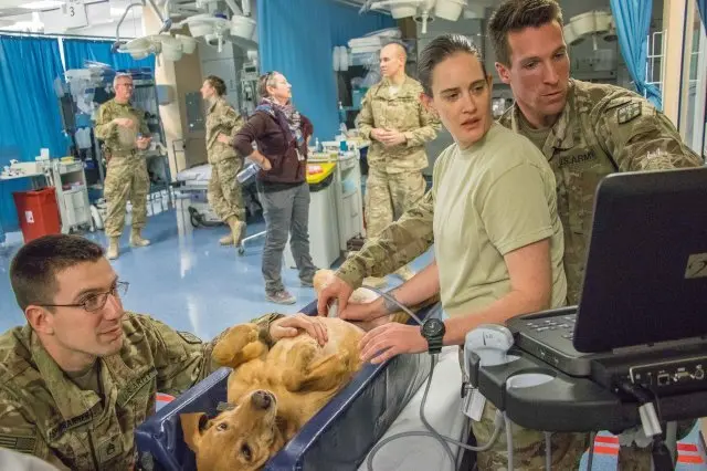 Bladder Tumor in Dogs: What an Ultrasound Finding Really Means