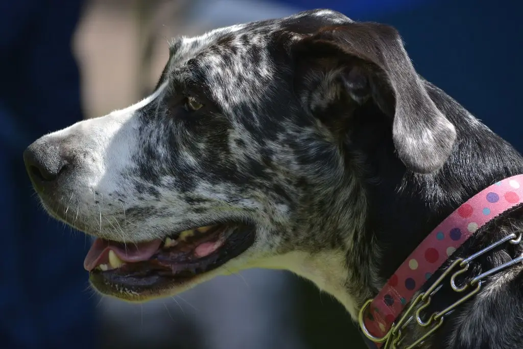 A large, deep-chested Great Dane, one of the breeds most prone to bloat (GDV)