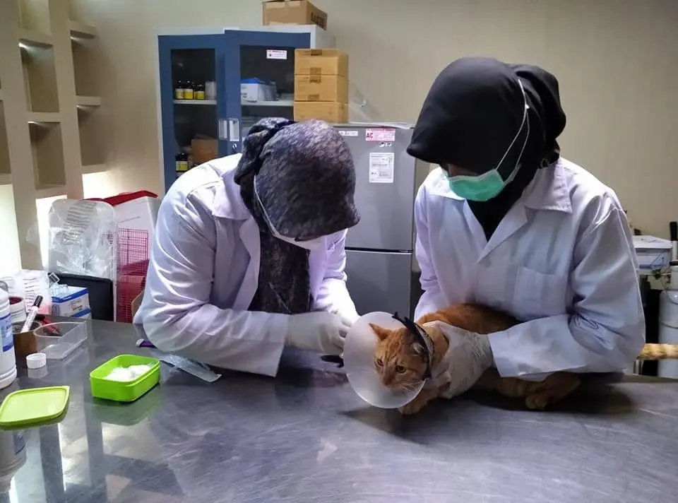 Obstrucción uretral en gatos: señales, radiografía y por qué no puede esperar