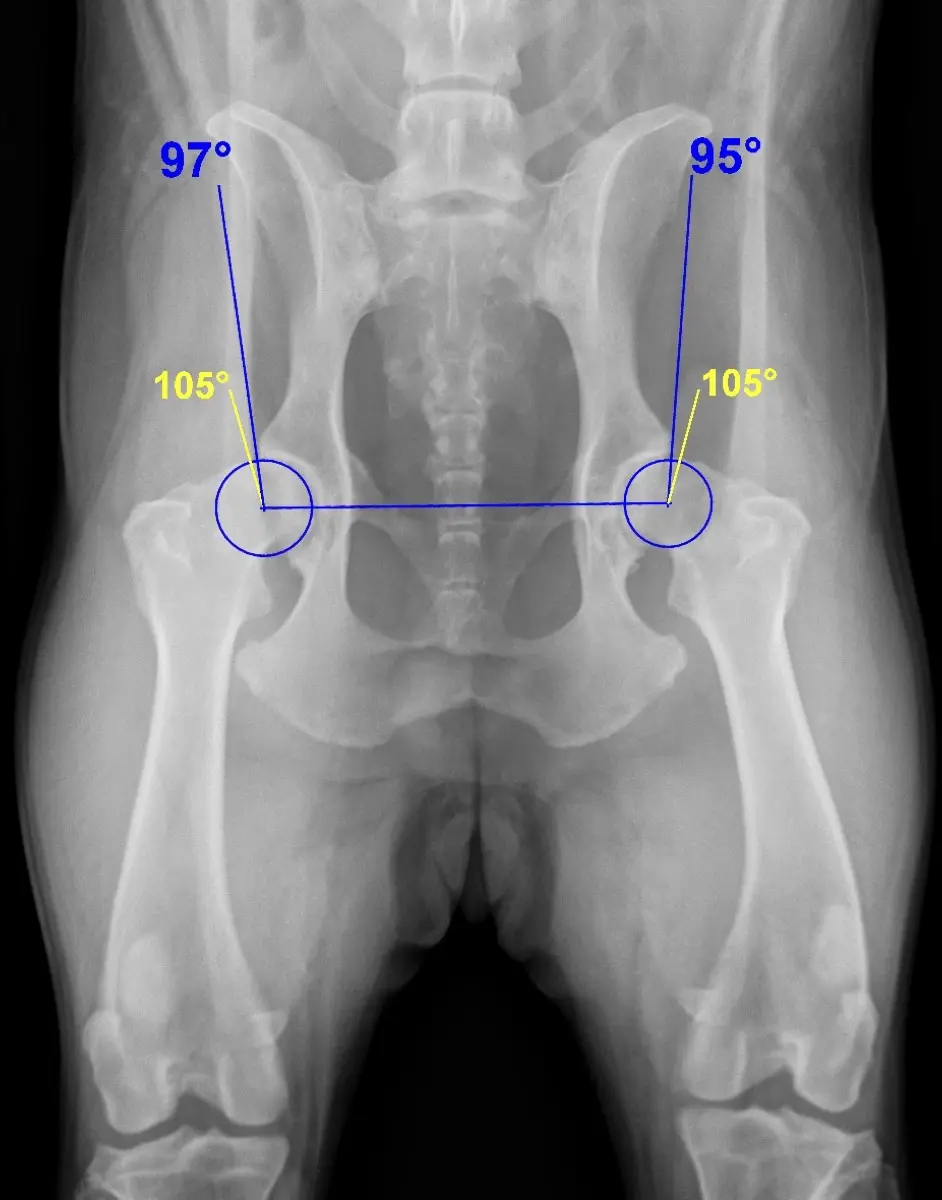 Hip Dysplasia on a Dog's Pelvic X-ray: What It Means and What to Do