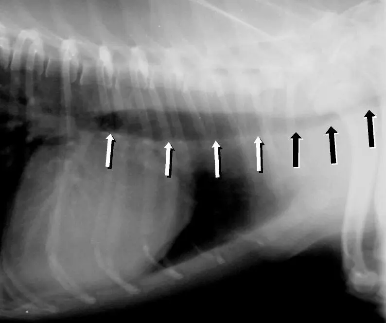 Köpeklerde Trakea Kollapsı: Kaz Sesini Andıran Öksürük Röntgende Nasıl Görünür?