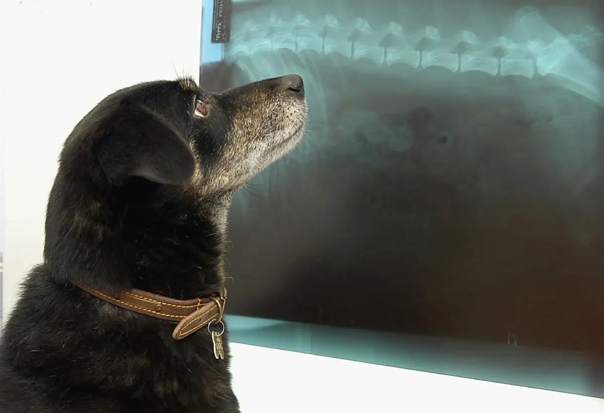 Cruciate Ligament Tear in Dogs: The Canine ACL Injury Explained