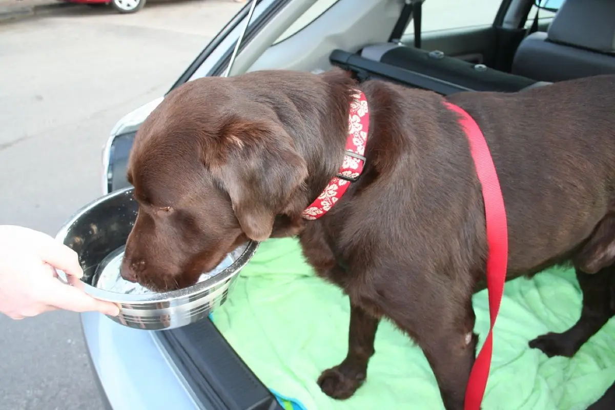 Ein Hund trinkt aus einem Wassernapf, passend zum starken Durst beim Cushing-Syndrom