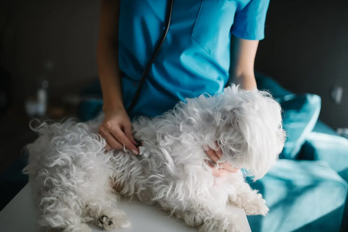 Bir köpeğin karın ultrasonu; safra kesesi mukoselini saptamak için kullanılan türde bir inceleme