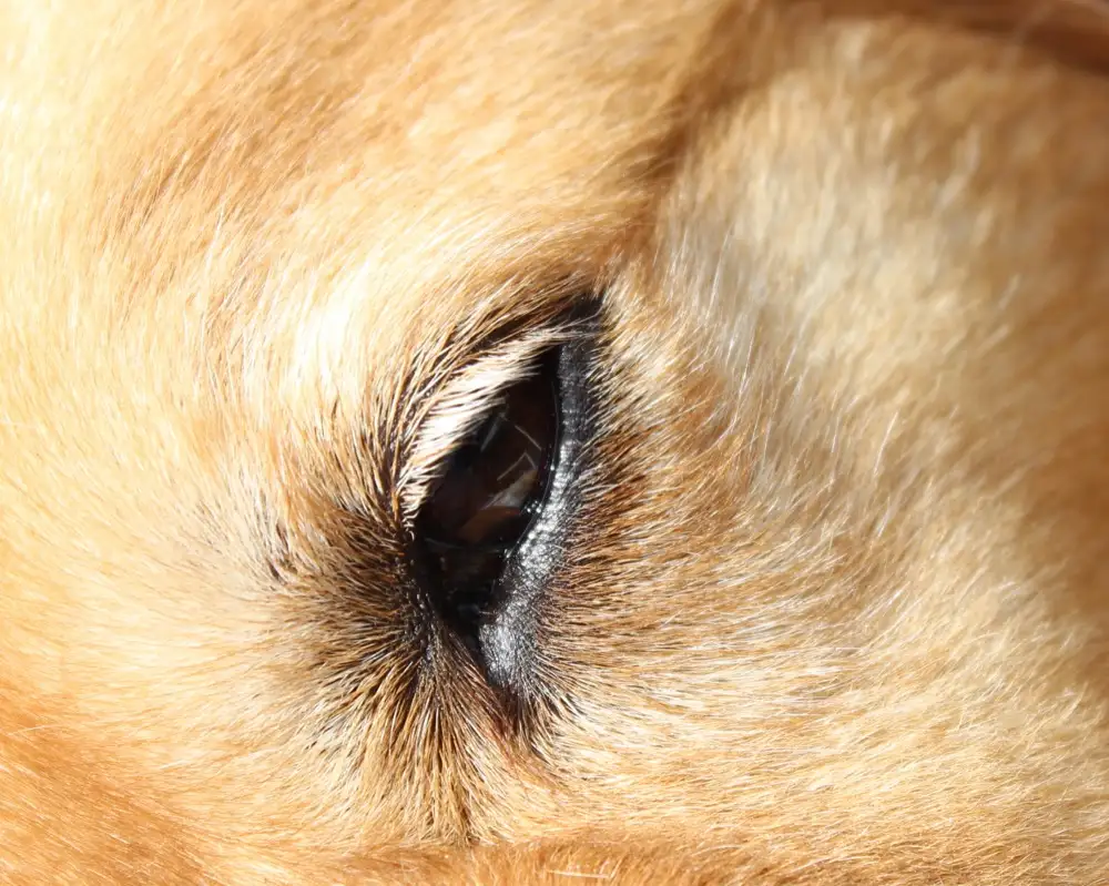 Glaucoma in Dogs: The Signs, Why It Is Urgent, and How It Is Treated