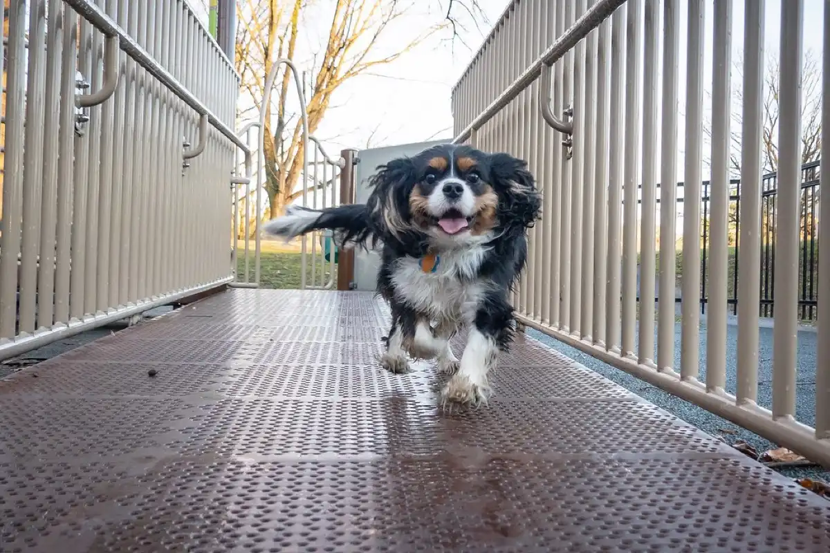 Herzgeräusch beim Hund: Was es bedeutet, wann eine Mitralklappenerkrankung dahintersteckt und wie es weitergeht