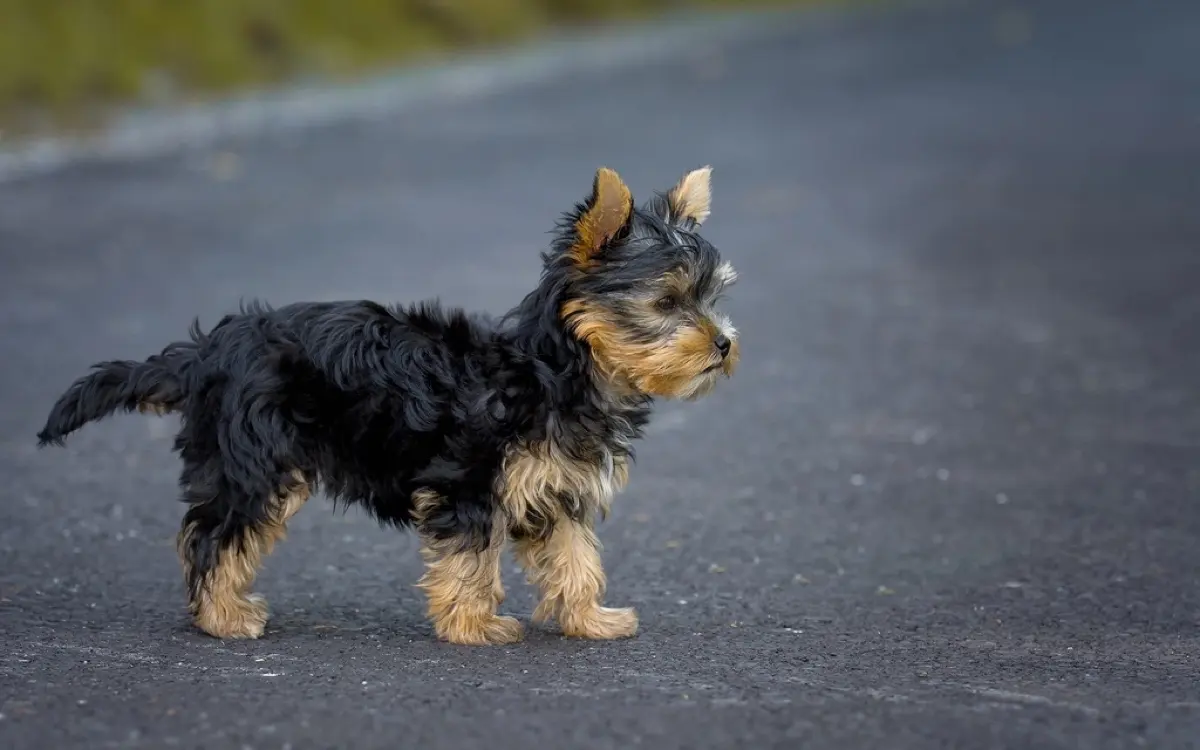 Liver Shunt in Dogs: Why It Is Missed for So Long, and What the Scans Actually Show
