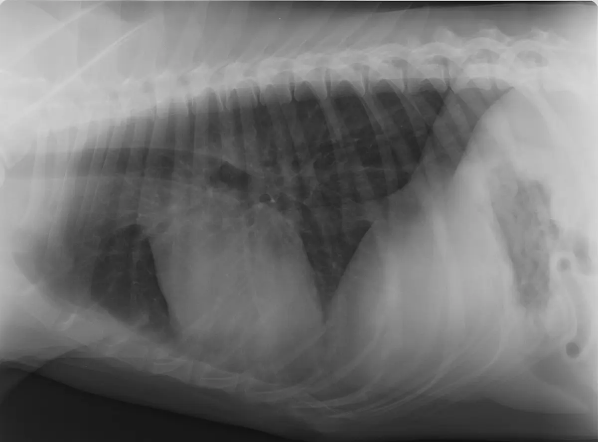 Lung Metastases in Dogs: What the "Cannonball" Pattern on a Chest X-ray Means