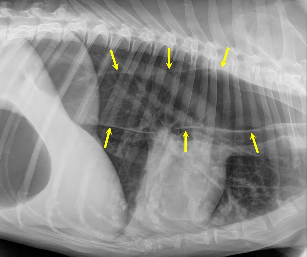 Köpeklerde Megaözofagus: Regürjitasyon, Aspirasyon Riski ve Röntgen Bulguları
