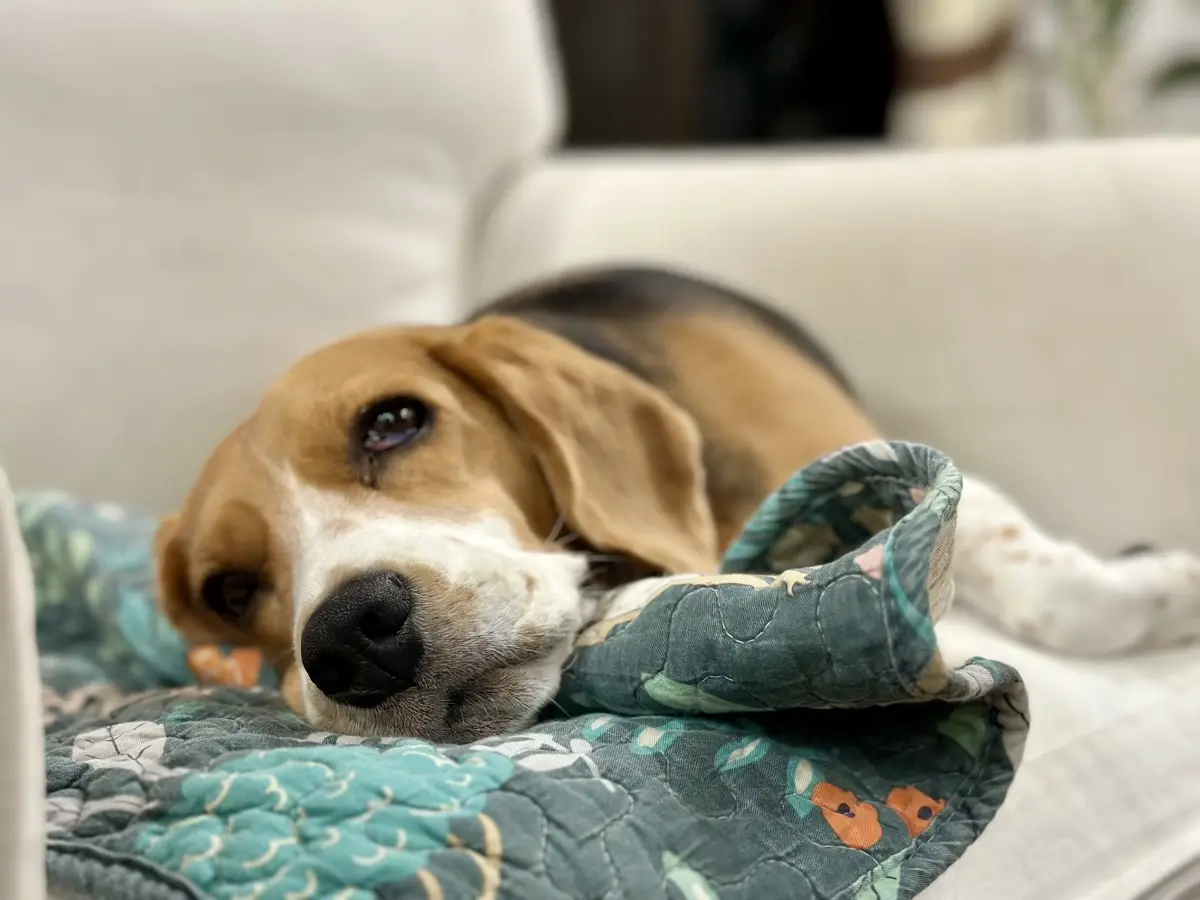 Pankreatitis beim Hund: Die Anzeichen, was der Ultraschall zeigt und wie behandelt wird