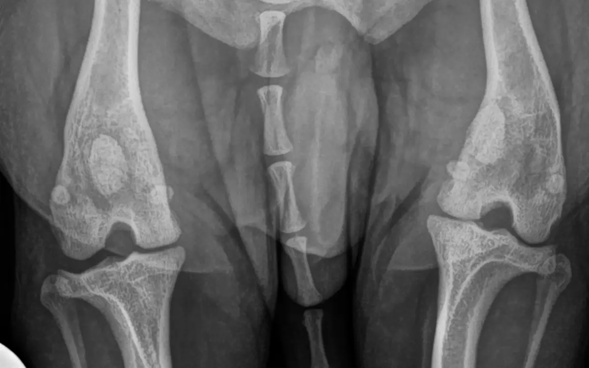 Köpeklerde Diz Kapağı Kayması (Patella Luksasyonu): Röntgende Ne Görülür?