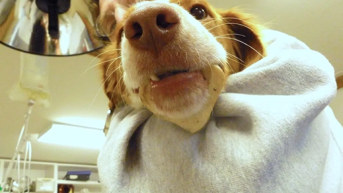 A veterinarian performing an abdominal ultrasound on a dog, the kind of scan used to diagnose pyometra
