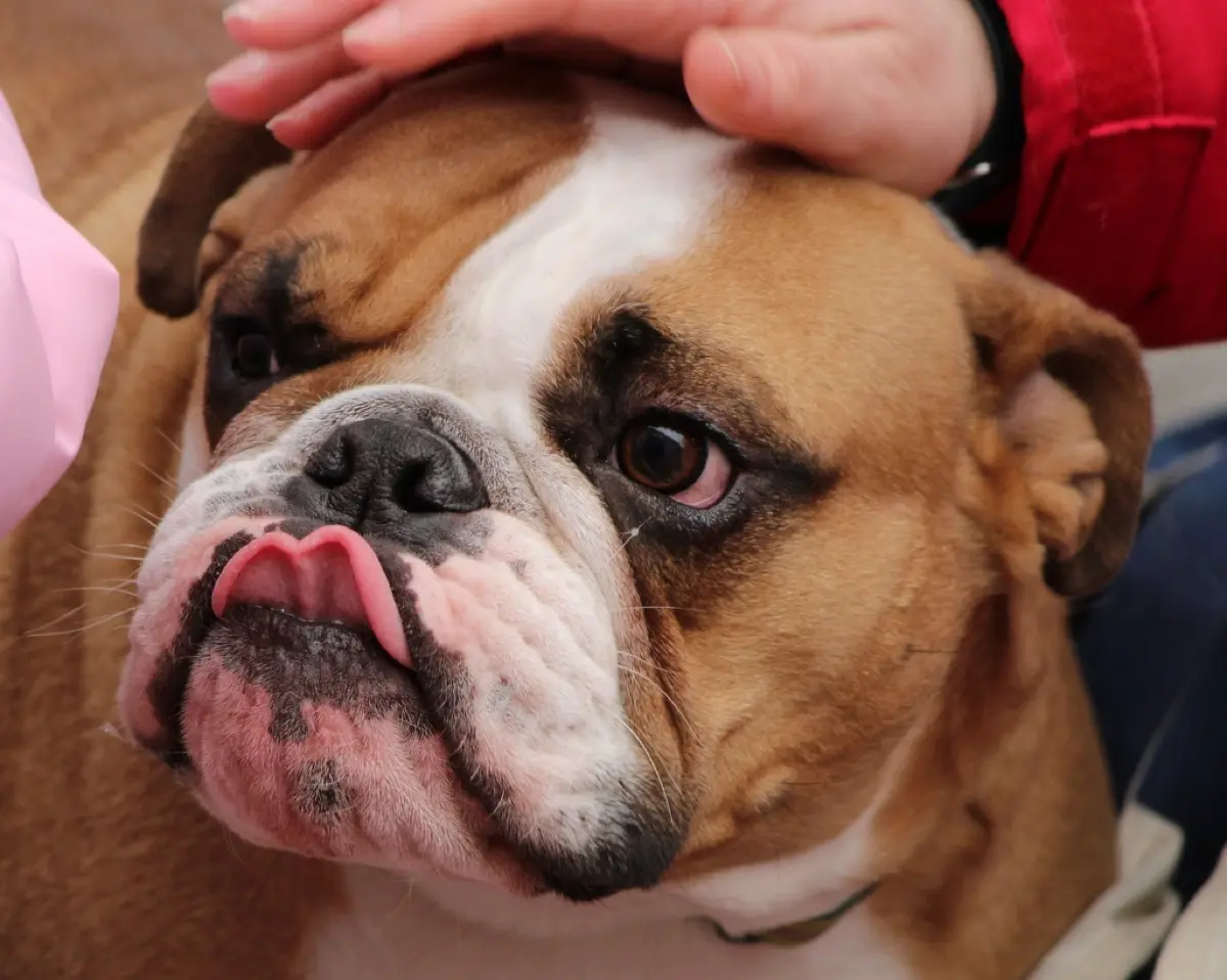 Found a Lump on Your Dog? What Skin Masses Mean and Why the Needle Test Matters